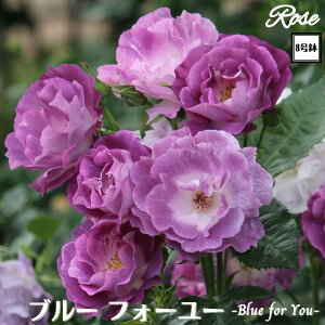 X[p[SALE 100~OFFN[|k\񏤕il_XIWi8dl^ oc u[tH[[ 2Nc ږؕc FL to_ o c c KN ΂ lG炫 