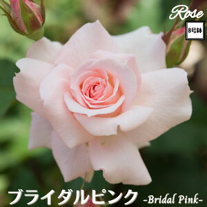 k\񏤕il_XIWi8dl^ oc uC_sN 8 2Nc ږؕcFL to_o c c KN lG炫 