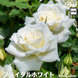 k\񏤕il_XIWi8dl^ oc uC_zCg 8 2Nc ږؕcFL to_o c c KN lG炫 