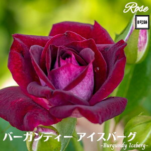 k\񏤕il_XIWi8dl^ oc o[KfBACXo[O 2Nc ږؕc FL to_ o c c KN ΂ lG炫 