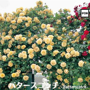 k\񏤕il_XIWi8dl^ oc o^[XRb` 8 Nc ږؕcCL NC~O[Yo o c c KN lG炫 