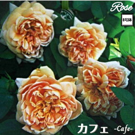 ＼当店オリジナル仕様／ バラ苗 カフェ 8号鉢 二年生大苗 接木苗◇FL フロリバンダ◇バラ 苗 大苗 薔薇 四季咲き 送料無料