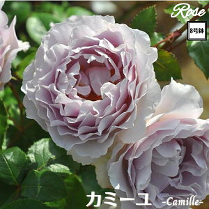 k\񏤕il_XIWi8dl^ oc J~[ 8 2Nc ږؕcS VuTIGeBX o c c KN lG炫 