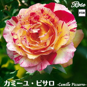 k\񏤕il_XIWi8dl^ oc J~[sT 2Nc ږؕc FL to_Delbard fo[ o c c KN ΂ lG炫 