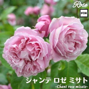 k\񏤕il_XIWi8dl^ oc Ve[~Tg 8 2Nc ږؕcS VuDelbard fo[ o c c KN lG炫 