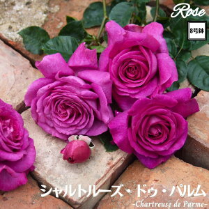 k\񏤕il_XIWi8dl^ oc Vg[YhDp 2Nc ږؕc HT nCubgeBDelbard fo[ o c c KN ΂ lG炫 