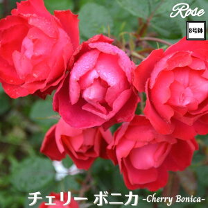 k\񏤕il_XIWi8dl^ oc `F[{jJ 2Nc ږؕc FL to_ o c c KN ΂ lG炫 