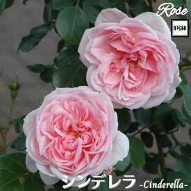 ＼当店オリジナル8号鉢仕様／ バラ苗 シンデレラ 2年生大苗 接木苗 ◇CL クライミングローズ◇ つるバラ バラ 苗 大苗 薔薇 ばら 四季咲き 送料無料