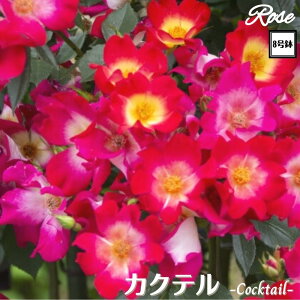 k\񏤕il_XIWi8dl^ oc JNe 2Nc ږؕc CL NC~O[Y o o c c KN ΂ lG炫 