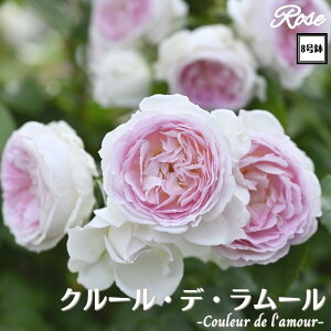 k\񏤕il_XIWi8dl^ oc N[f[ 8 2Nc ږؕcS VuDelbard fo[ o c c KN lG炫 