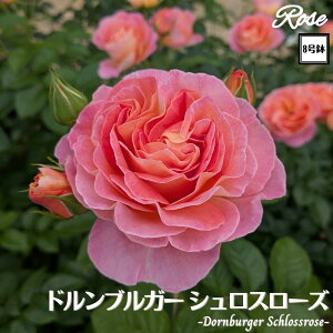 k\񏤕il_XIWi8dl^ oc huK[VX[Y 2Nc ږؕc FL to_ o c c KN ΂ lG炫 