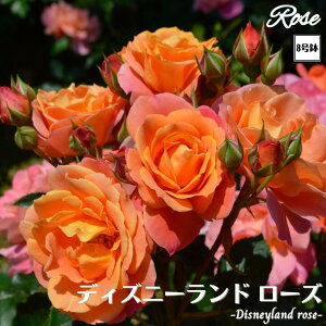 k\񏤕il_XIWi8dl^ oc fBYj[h[Y 2Nc ږؕc FL to_ o c c KN ΂ lG炫 