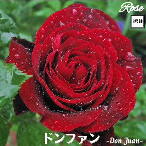 k\񏤕il_XIWi8dl^ oc ht@ 8 Nc ږؕcCL NC~O[Yo o c c KN lG炫 