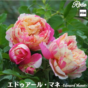 k\񏤕il_XIWi8dl^ oc GhDA[}l 2Nc ږؕc S VuDelbard fo[ o c c KN ΂ lG炫 