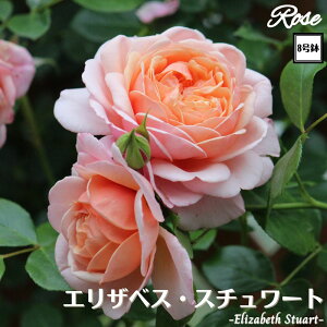 k\񏤕il_XIWi8dl^ oc GUxXX`A[g 2Nc ږؕc S VuGUILLOT M[ o c c KN ΂ lG炫 