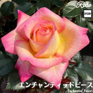 k\񏤕il_XIWi8dl^ oc G`ebhs[X 2Nc ږؕc HT nCubgeB o c c KN ΂ lG炫 