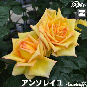 k\񏤕il_XIWi8dl^ oc eBbvgbv 2Nc ږؕc HT nCubgeB o c c KN ΂ lG炫 