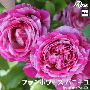 k\񏤕il_XIWi8dl^ oc t{[Yoj[ 8 Nc ږؕcCL NC~O[Yo o c c KN lG炫 