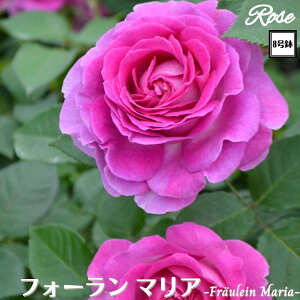 k\񏤕il_XIWi8dl^ oc tH[}A 8 Nc ږؕcFL to_o c c KN lG炫 