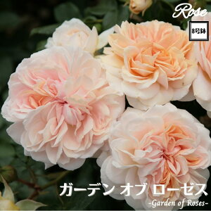 k\񏤕il_XIWi8dl^ oc K[fIu[[X 2Nc ږؕc FL to_ o c c KN ΂ lG炫 