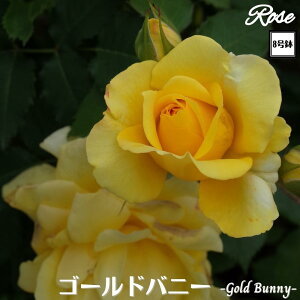 k\񏤕il_XIWi8dl^ oc S[hoj[ 8 2Nc ږؕcFL to_o c c KN lG炫 