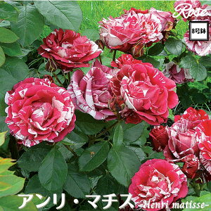 k\񏤕il_XIWi8dl^ oc A}`X 2Nc ږؕc HT nCubgeBDelbard fo[ o c c KN ΂ lG炫 