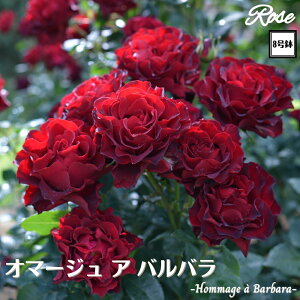 k\񏤕il_XIWi8dl^ oc I}[WAoo 8 2Nc ږؕcFL to_Delbard fo[ o c c KN lG炫 