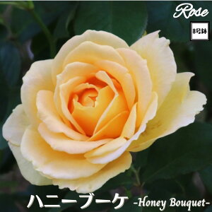 k\񏤕il_XIWi8dl^ oc nj[u[P 2Nc ږؕc FL to_ o c c KN ΂ lG炫 