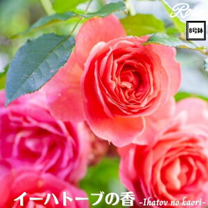 k\񏤕il_XIWi8dl^ oc C[ng[u̍ 8 2Nc ږؕcFL to_T[Y o c c KN lG炫 