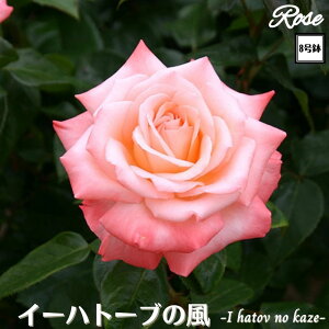 k\񏤕il_XIWi8dl^ oc C[ng[u̕ 8 2Nc ږؕcT[Y HT nCubheBo c c KN lG炫 