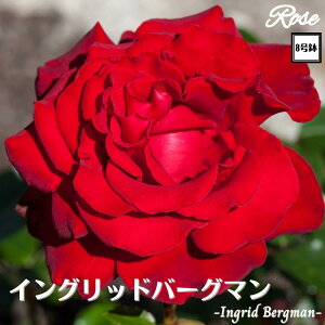 k\񏤕il_XIWi8dl^ oc CObho[O} 2Nc ږؕc HT nCubheB o c c KN ΂ lG炫 