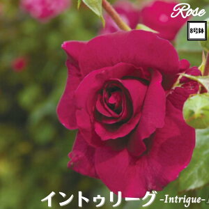 k\񏤕il_XIWi8dl^ oc Cg[O 8 Nc ږؕc 8 Nc ږؕcFL to_CgD[[O o c c KN lG炫 