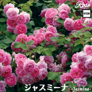 k\񏤕il_XIWi8dl^ oc WX~[i 8 Nc ږؕcCL NC~O[Yo o c c KN lG炫 