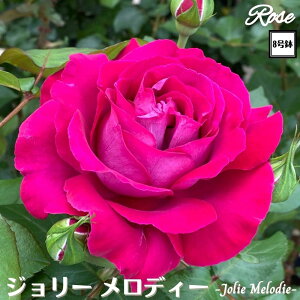 k\񏤕il_XIWi8dl^ oc W[fB[ 8 Nc ږؕcHT nCubheBo c c KN lG炫 