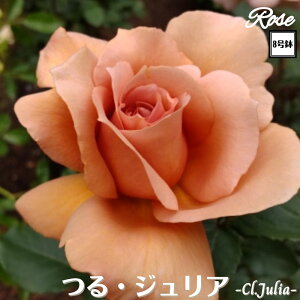 k\񏤕il_XIWi8dl^ oc EWA 8 2Nc ږؕcCL oo c c KN NC~O Ԃ炫 