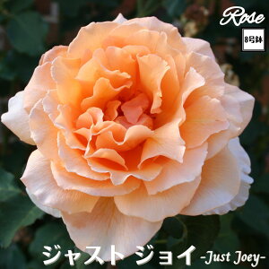 k\񏤕il_XIWi8dl^ oc WXgWC 2Nc ږؕc HT nCubgeB o c c KN ΂ lG炫 