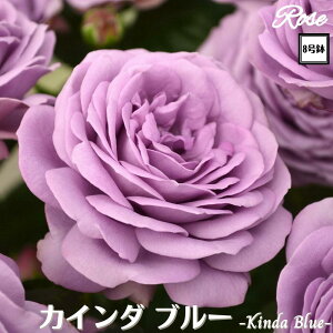 k\񏤕il_XIWi8dl^ oc JC_u[ 2Nc 8HT nCubheBo c c KN lG炫 