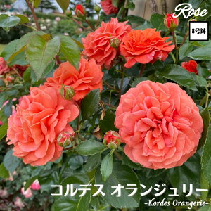 k\񏤕il_XIWi8dl^ oc RfXIW[ 2Nc ږؕc CL NC~O[Y o c c KN ΂ lG炫 