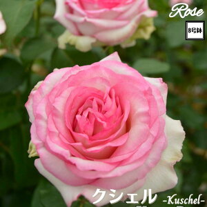 k\񏤕il_XIWi8dl^ oc NVF 2Nc ږؕc HT nCubgeB o c c KN ΂ lG炫 