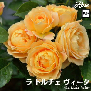 k\񏤕il_XIWi8dl^ oc h`FB[^ 8 2Nc ږؕcFL to_Delbard fo[ o c c KN lG炫 