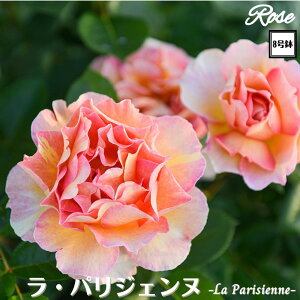 k\񏤕il_XIWi8dl^ oc pWFk 2Nc ږؕc S VuDelbard fo[ o c c KN ΂ lG炫 