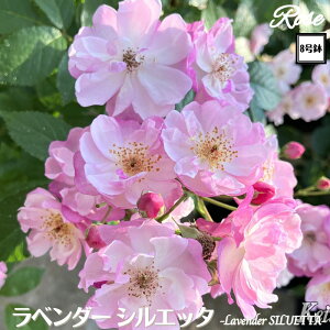 k\񏤕il_XIWi8dl^ oc x_[VGb^ 2Nc ږؕc CL NC~O[Y o o c c KN ΂ Ԃ炫 