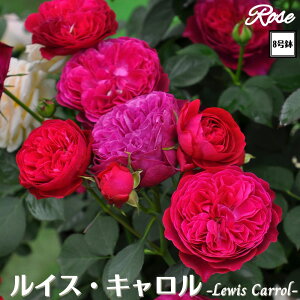 k\񏤕il_XIWi8dl^ oc CXL 8 2Nc ږؕc S VuTIGeBX o c c KN lG炫 