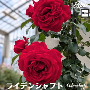 k\񏤕il_XIWi8dl^ oc CfVtg 8 2Nc ږؕcCL oo c c KN NC~O lG炫 