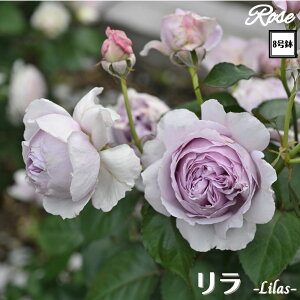 k\񏤕il_XIWi8dl^ oc  2Nc ږؕc FL to_TIGeBX o c c KN ΂ lG炫 