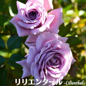 k\񏤕il_XIWi8dl^ oc G^[ 8 2Nc ږؕc S VuTIGeBX o c c KN lG炫 