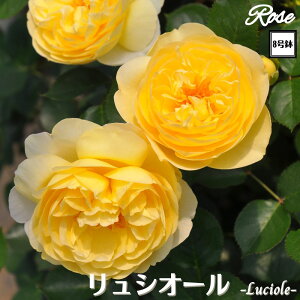 k\񏤕il_XIWi8dl^ oc VI[ 8 2Nc ږؕc S VuTIGeBX o c c KN lG炫 