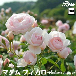 k\񏤕il_XIWi8dl^ oc }_tBK 8 2Nc ږؕcFL to_Delbard fo[ o c c KN lG炫 