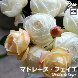 k\񏤕il_XIWi8dl^ oc }h[ktFCG 2Nc ږؕc S VuGUILLOT M[ o c c KN ΂ lG炫 