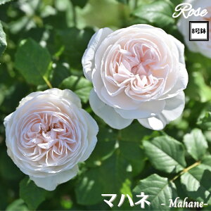 k\񏤕il_XIWi8dl^ oc }nl 2Nc ږؕcCL NC~O[YDelbard fo[ o o c c KN lG炫 